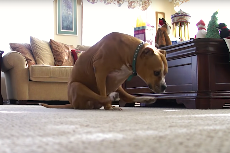 Dog scooting on floor