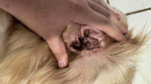A dog's dirty ear