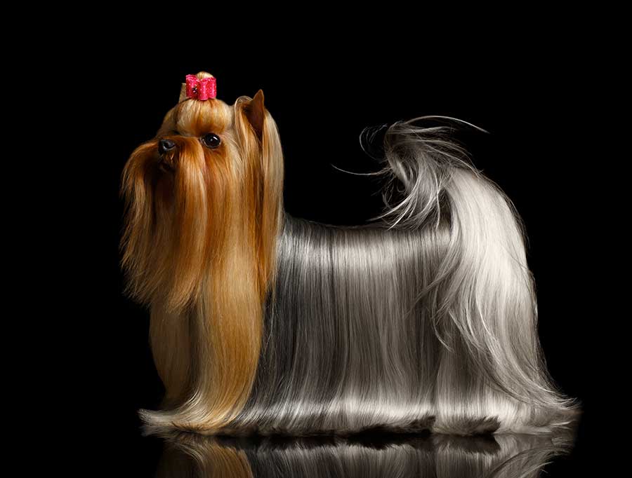 Dog with beautiful shiny coat