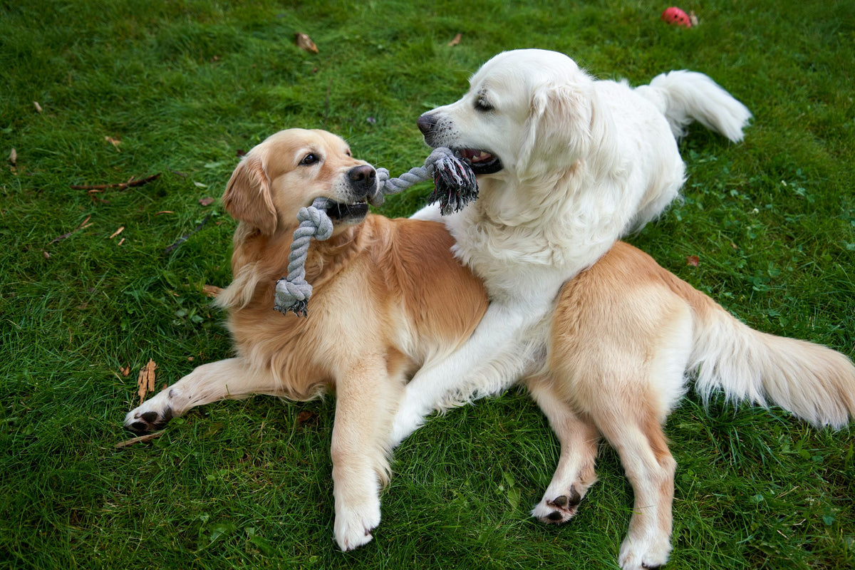 2 healthy dog playing