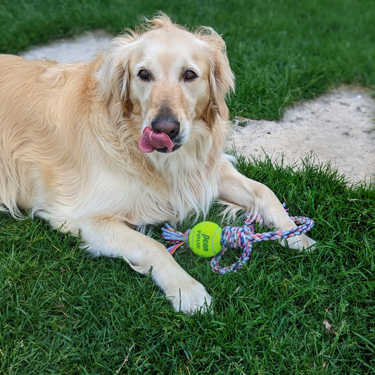 Loop/Barrel Tug Toys with Recycled Tennis Ball